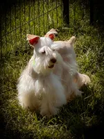 Winston- Toy Wheaten , a male Miniature Schnauzer for sale in Tremonton, UT – 2 of 10