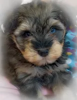 MISHKA- BLUE EYES, a female Miniature Schnauzer for sale in Tremonton, UT – 4 of 4
