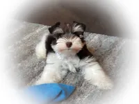 DaVinci- Toy Male , a male Miniature Schnauzer for sale in Tremonton, UT – 2 of 4