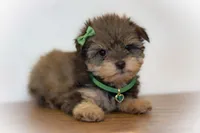 Saffron, a female Miniature Schnauzer for sale in Tremonton, UT – Photo 1 of 4