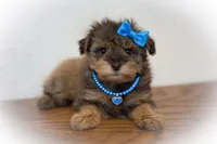 Saffron, a female Miniature Schnauzer for sale in Tremonton, UT – Photo 3 of 4