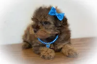 Saffron, a female Miniature Schnauzer for sale in Tremonton, UT – Photo 4 of 4