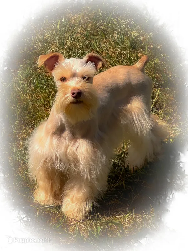 VooDoo- Red Wheaten Toy – Miniature Schnauzer puppy for sale in Tremonton, UT