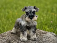 MISHKA- BLUE EYES, a female Miniature Schnauzer for sale in Tremonton, UT – 2 of 4