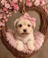 Gidget- MICRO TCUP Wheaten, a female Miniature Schnauzer for sale in Tremonton, UT – 4 of 9