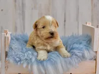 Paddington- Toy Wheaten, a male Miniature Schnauzer for sale in Tremonton, UT – 3 of 4