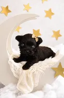 Blue Eyed Baby, a female Miniature Schnauzer for sale in Tremonton, UT – 3 of 3