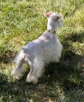 NEMO- Toy Wheaten M, a male Miniature Schnauzer for sale in Tremonton, UT – 3 of 7