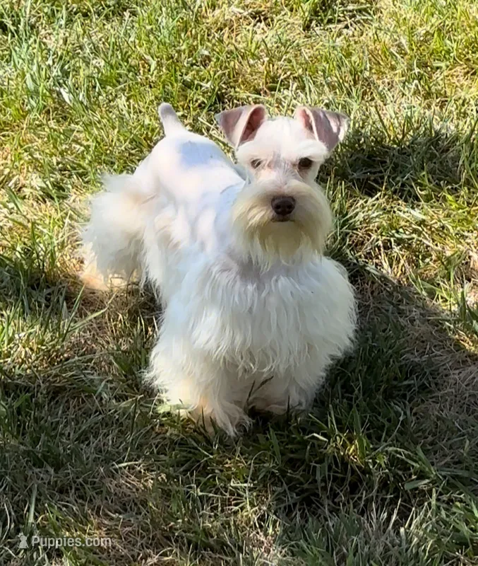 NEMO- Toy Wheaten M – Miniature Schnauzer puppy for sale in Tremonton, UT