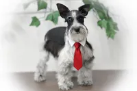TAZZ- B/S PARTI ROAN, a male Miniature Schnauzer for sale in Tremonton, UT – Photo 1 of 10