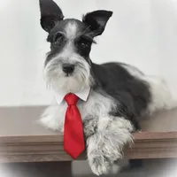 TAZZ- B/S PARTI ROAN M, a male Miniature Schnauzer for sale in Tremonton, UT – Photo 2 of 10