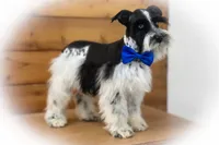 TAZZ- B/S PARTI ROAN, a male Miniature Schnauzer for sale in Tremonton, UT – Photo 10 of 10