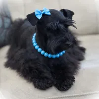 TAZZ- B/S PARTI ROAN M, a male Miniature Schnauzer for sale in Tremonton, UT – Photo 6 of 10