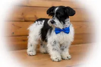 TAZZ- B/S PARTI ROAN, a male Miniature Schnauzer for sale in Tremonton, UT – Photo 9 of 10