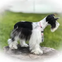 BIANCA- TCUP, a female Miniature Schnauzer for sale in Tremonton, UT – Photo 6 of 6