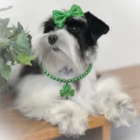 BIANCA- TCUP, a female Miniature Schnauzer for sale in Tremonton, UT – Photo 2 of 6