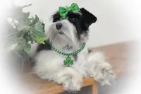 BIANCA- TCUP, a female Miniature Schnauzer for sale in Tremonton, UT – Photo 2 of 6