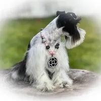 BIANCA- TCUP, a female Miniature Schnauzer for sale in Tremonton, UT – Photo 5 of 6