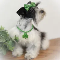 BIANCA- TCUP, a female Miniature Schnauzer for sale in Tremonton, UT – Photo 1 of 6