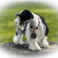 BIANCA- TCUP, a female Miniature Schnauzer for sale in Tremonton, UT – Photo 4 of 6