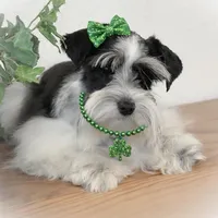 BIANCA- TCUP, a female Miniature Schnauzer for sale in Tremonton, UT – Photo 3 of 6