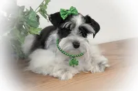 BIANCA- TCUP, a female Miniature Schnauzer for sale in Tremonton, UT – Photo 3 of 6