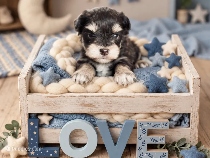 Dreamer- Toy – Miniature Schnauzer puppy for sale in Tremonton, UT