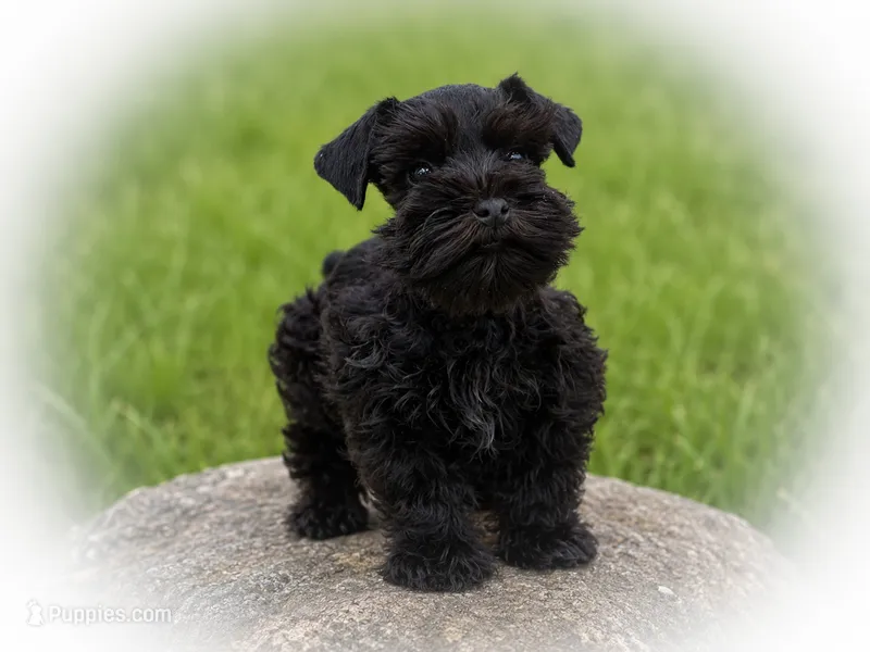 Tcup GENEVIEVE – Miniature Schnauzer puppy for sale in Tremonton, UT