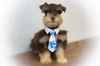 Valentino Lvr/Rust Micro Tcup Sale, a male Miniature Schnauzer for sale in Tremonton, UT – Photo 6 of 9