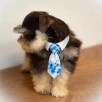 Valentino Lvr/Rust Micro Tcup, a male Miniature Schnauzer for sale in Tremonton, UT – Photo 9 of 9