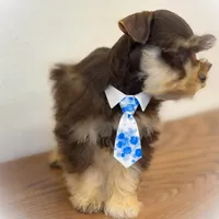 Valentino Lvr/Rust Micro Tcup, a male Miniature Schnauzer for sale in Tremonton, UT – Photo 8 of 9