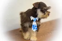 Valentino Lvr/Rust Micro Tcup Sale, a male Miniature Schnauzer for sale in Tremonton, UT – Photo 8 of 9