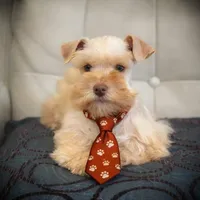 Valentino Lvr/Rust Micro Tcup, a male Miniature Schnauzer for sale in Tremonton, UT – Photo 5 of 9