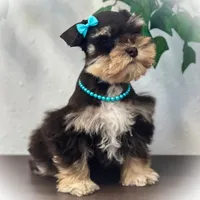 Valentino Lvr/Rust Micro Tcup, a male Miniature Schnauzer for sale in Tremonton, UT – Photo 2 of 9