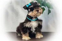 Valentino Lvr/Rust Micro Tcup Sale, a male Miniature Schnauzer for sale in Tremonton, UT – Photo 2 of 9