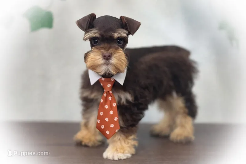 Valentino Lvr/Rust Micro Tcup Sale, a male Miniature Schnauzer for sale in Tremonton, UT – Photo 1 of 9