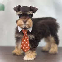 Valentino Lvr/Rust Micro Tcup, a male Miniature Schnauzer for sale in Tremonton, UT – Photo 1 of 9