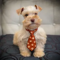 Valentino Lvr/Rust Micro Tcup, a male Miniature Schnauzer for sale in Tremonton, UT – Photo 3 of 9