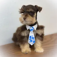 Valentino Lvr/Rust Micro Tcup, a male Miniature Schnauzer for sale in Tremonton, UT – Photo 7 of 9