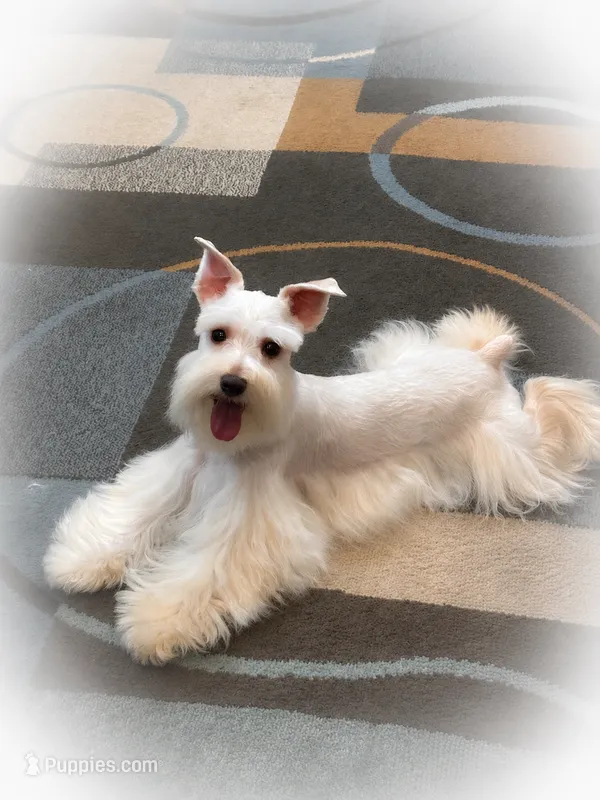 WIGGLES- TOY (Pet) – Miniature Schnauzer puppy for sale in Tremonton, UT