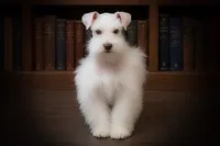 AJAX- TOY, a male Miniature Schnauzer for sale in Tremonton, UT – 1 of 1