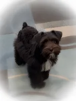 SHADOW- TOY LIVER , a male Miniature Schnauzer for sale in Tremonton, UT – 2 of 5