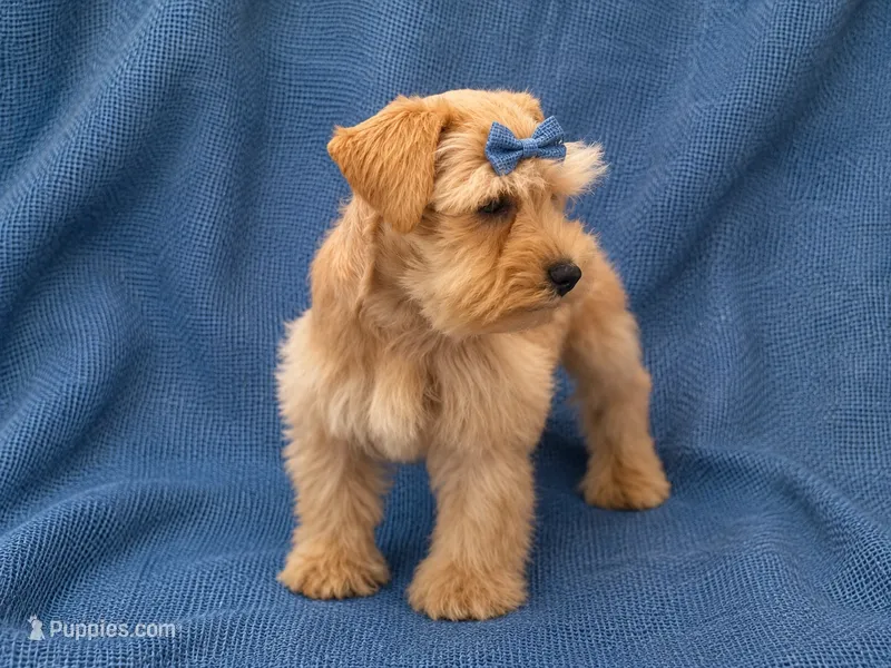 CELESTE- RED WHEATEN – Miniature Schnauzer puppy for sale in Tremonton, UT