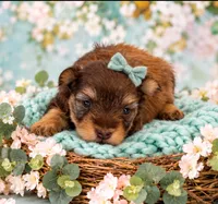 Blue Eyed Baby, a female Miniature Schnauzer for sale in Tremonton, UT – 2 of 3