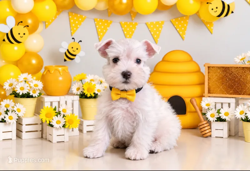 Denim- Toy Wheaten  – Miniature Schnauzer puppy for sale in Tremonton, UT