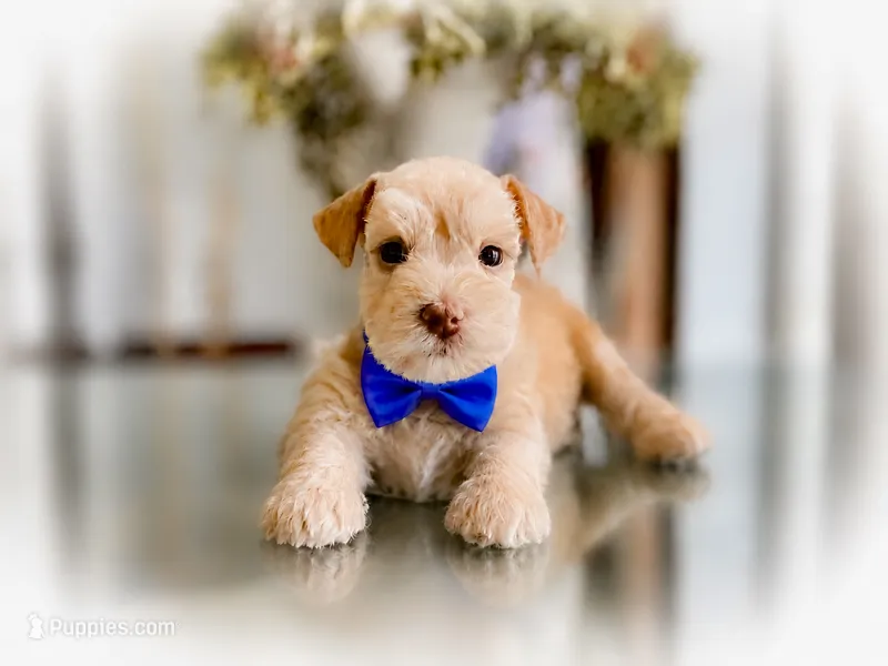 Rio- Red M  – Miniature Schnauzer puppy for sale in Tremonton, UT