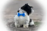 TUX- B/S ROAN BLUE EYES, a male Miniature Schnauzer for sale in Tremonton, UT – Photo 2 of 9