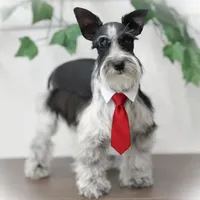 TUX- B/S ROAN BLUE EYES, a male Miniature Schnauzer for sale in Tremonton, UT – Photo 6 of 9