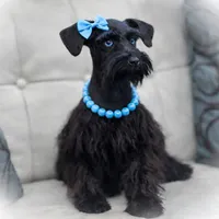 TUX- B/S ROAN BLUE EYES, a male Miniature Schnauzer for sale in Tremonton, UT – Photo 5 of 9