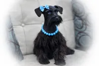 TUX- B/S ROAN BLUE EYES ON SALE, a male Miniature Schnauzer for sale in Tremonton, UT – Photo 9 of 9